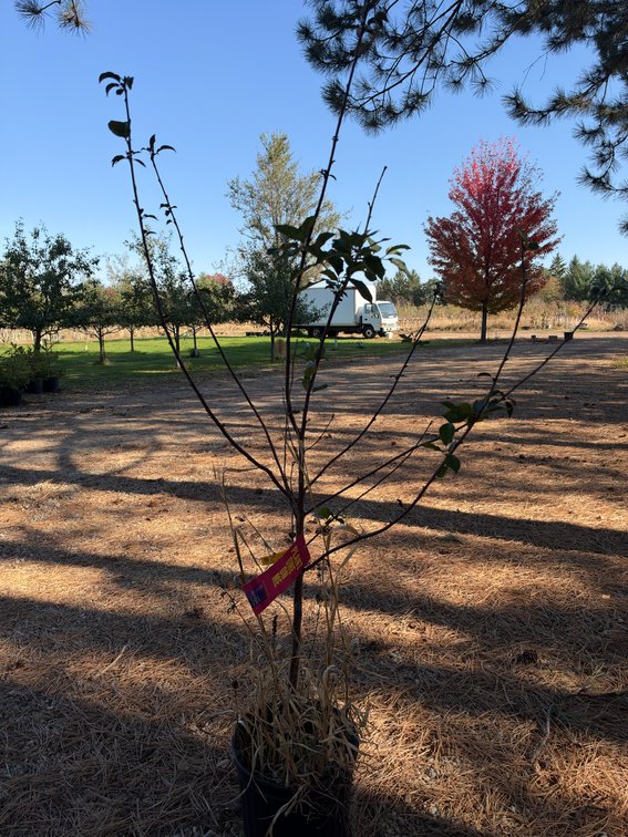 4' SWEET CHERRY PIE TREE