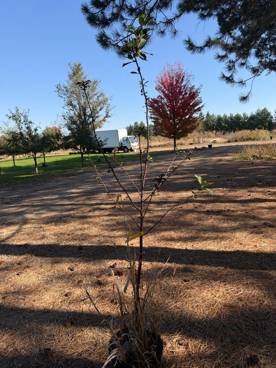 5' EVANS BALI CHERRY TREE