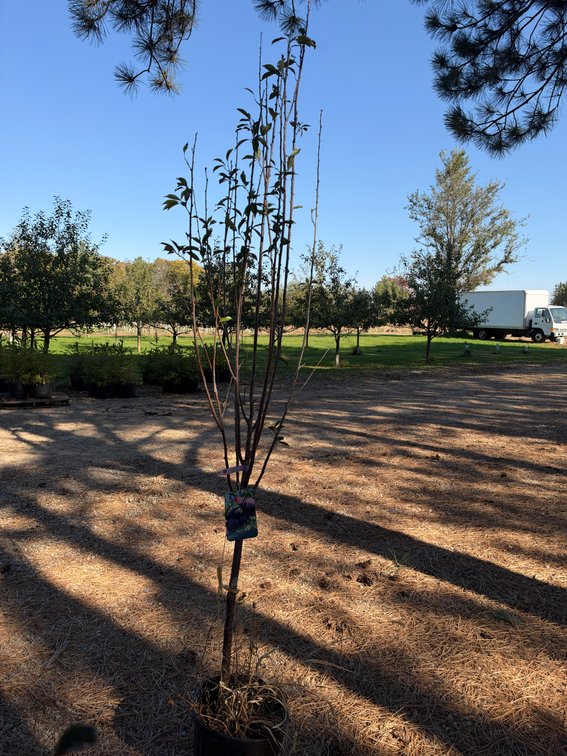 7' TOKA PLUM TREE