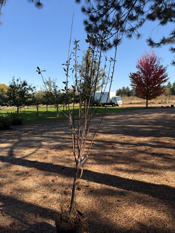 6' TOKA PLUM TREE