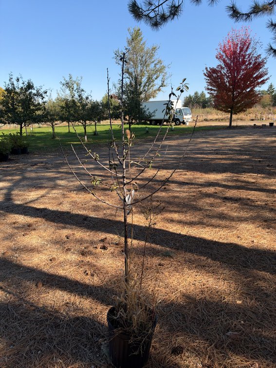5' MOUNT ROYAL PLUM TREE