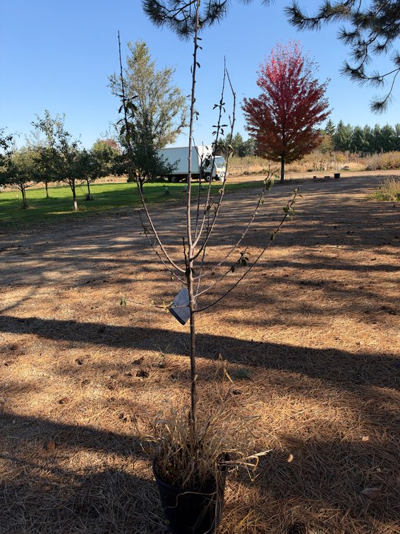 6' MOUNT ROYAL PLUM TREE