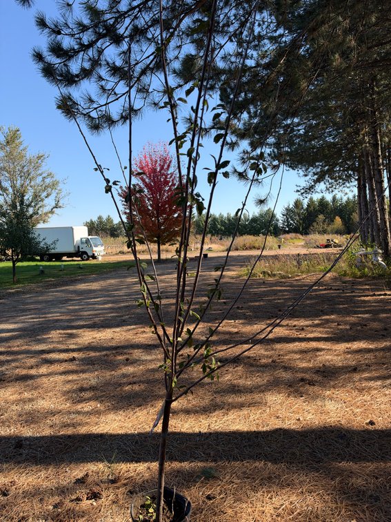 8' PIPESTONE PLUM TREE