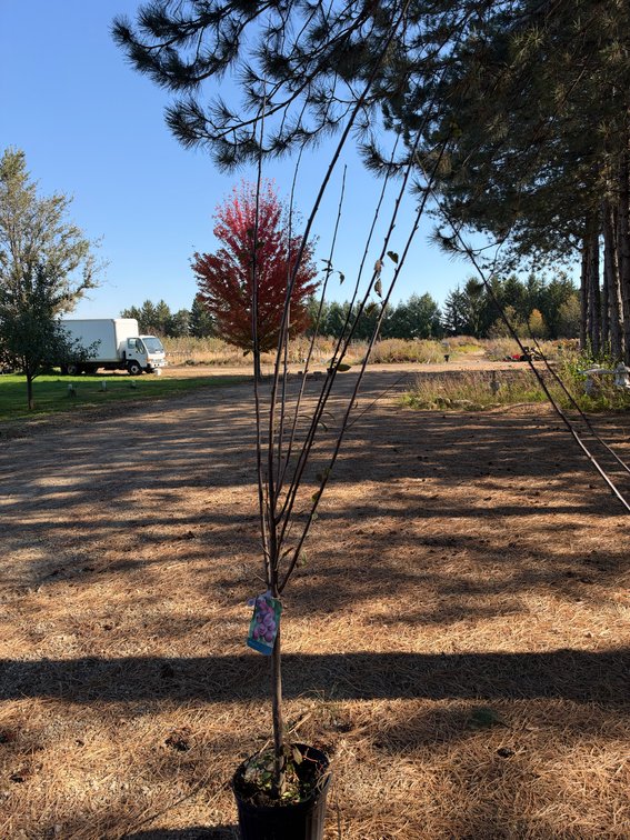 8' PIPESTONE PLUM TREE