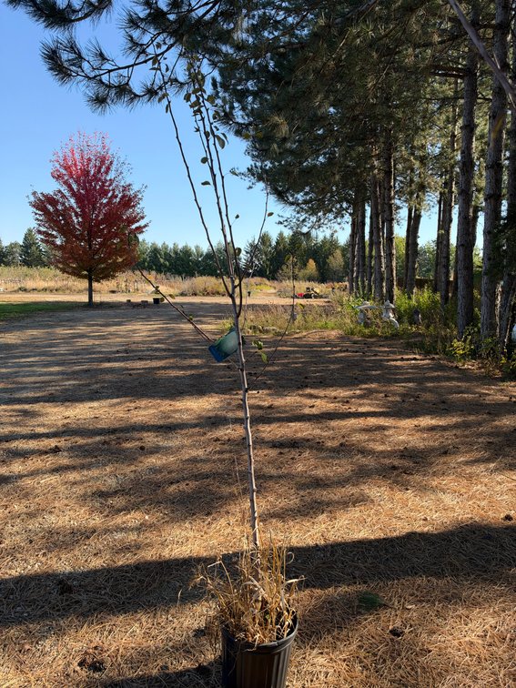 7' PATTEN PEAR TREE