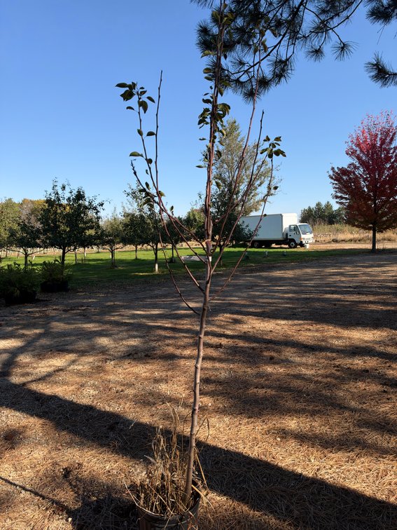 7' PATTEN PEAR TREE