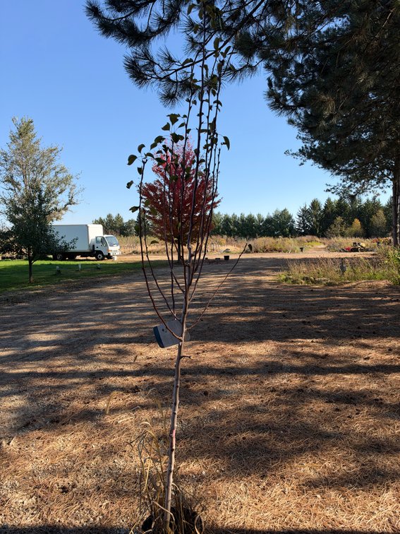 7' PATTEN PEAR TREE