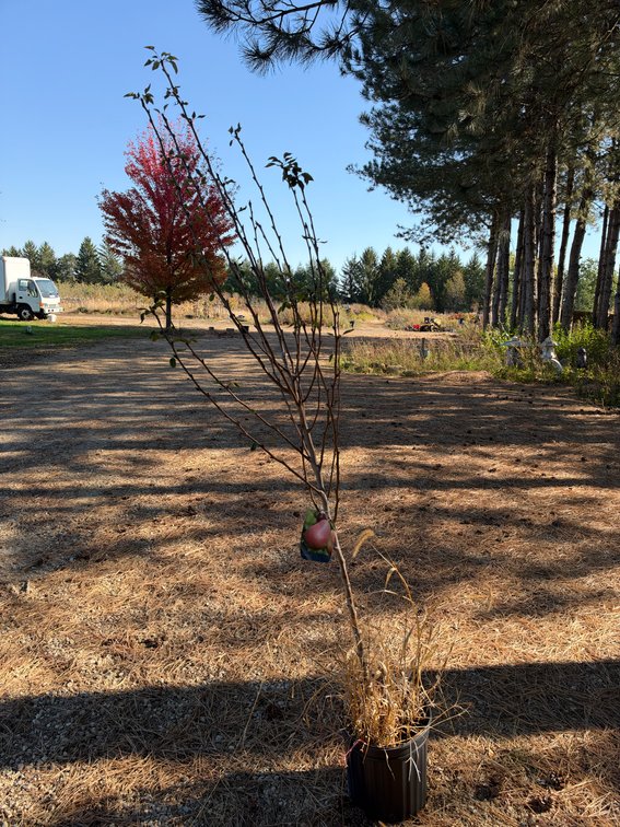 6' PATTEN PEAR TREE