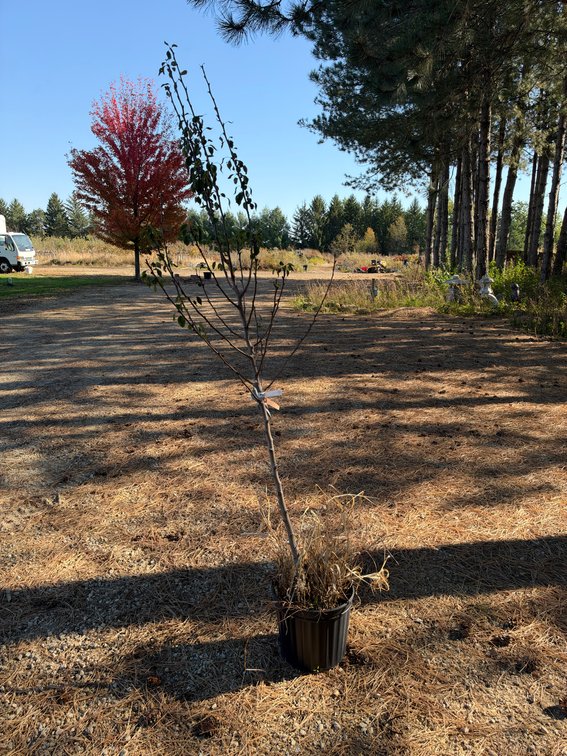 6' PATTEN PEAR TREE