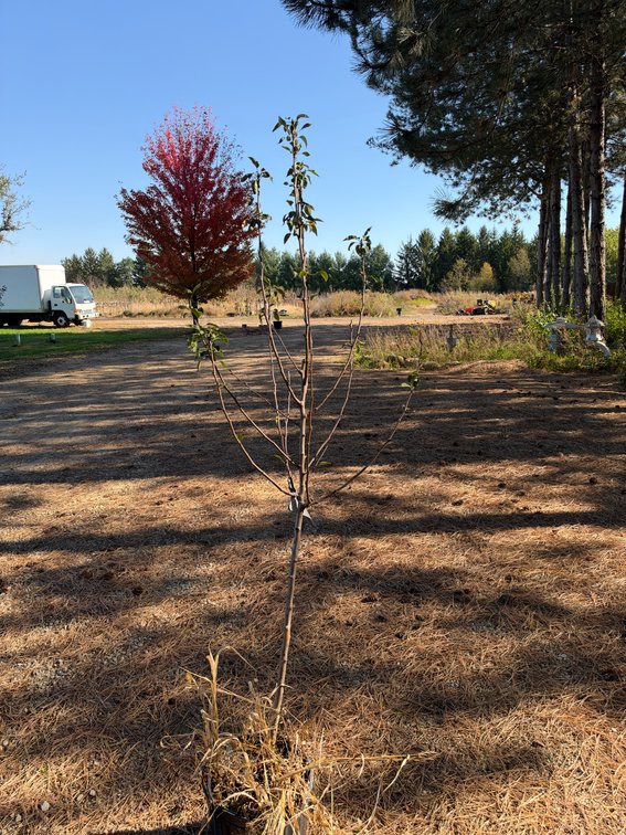 6' PATTEN PEAR TREE