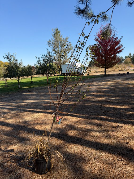 6' PATTEN PEAR TREE