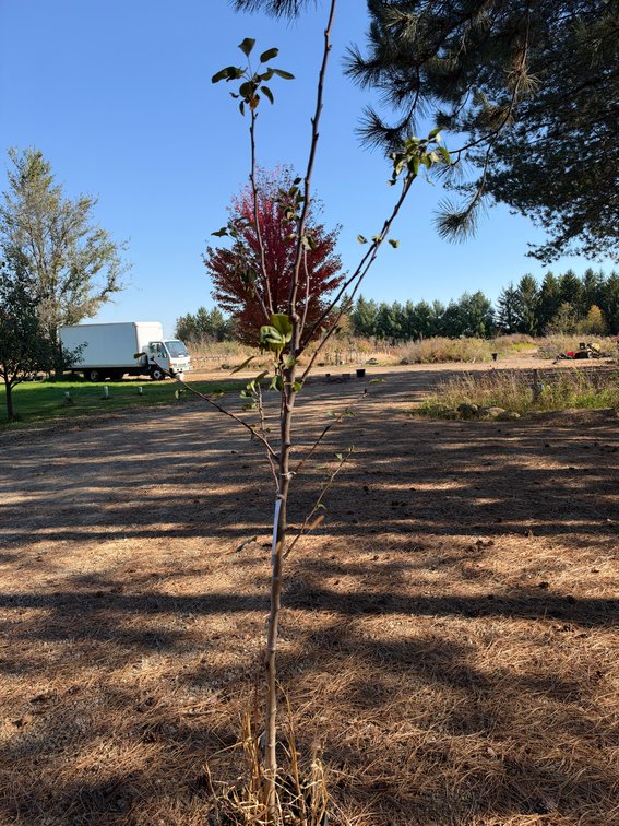 7' SUMMERCRISP PEAR TREE