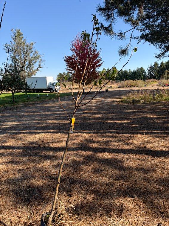 9' TAWARA PEAR TREE
