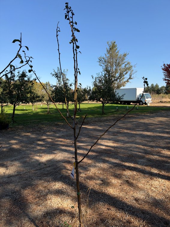 9' TAWARA PEAR TREE