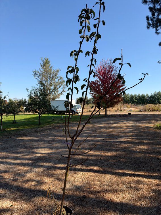 9' TAWARA PEAR TREE