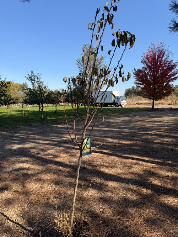 8' LUSCIOUS PEAR TREE