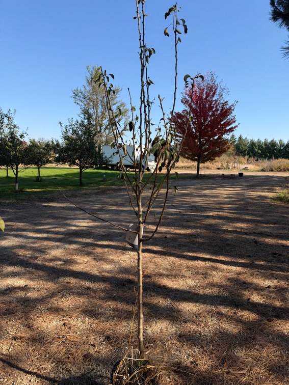 6' LUSCIOUS PEAR TREE