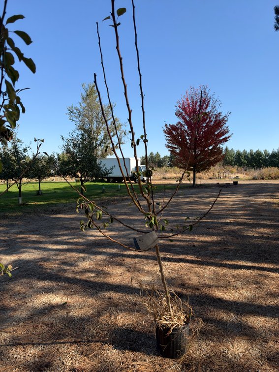 6' LUSCIOUS PEAR TREE