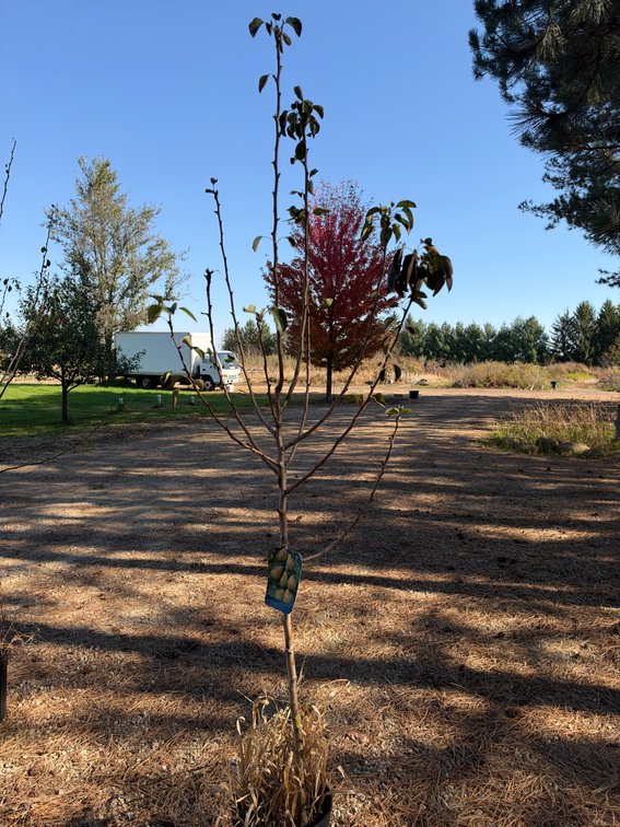 6' LUSCIOUS PEAR TREE