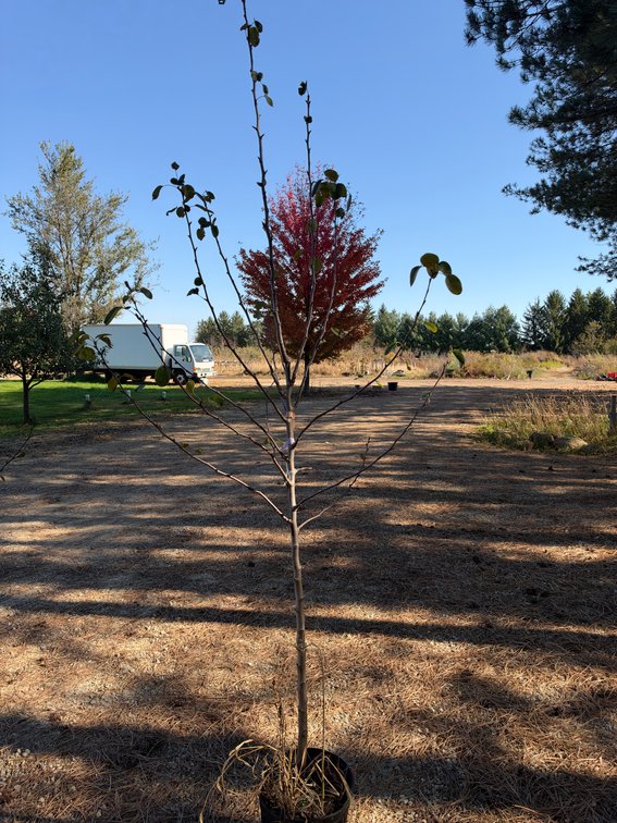 8' SUMMERCRISP PEAR TREE