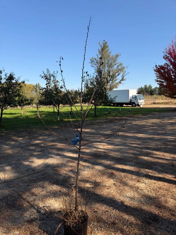 8' SUMMERCRISP PEAR TREE