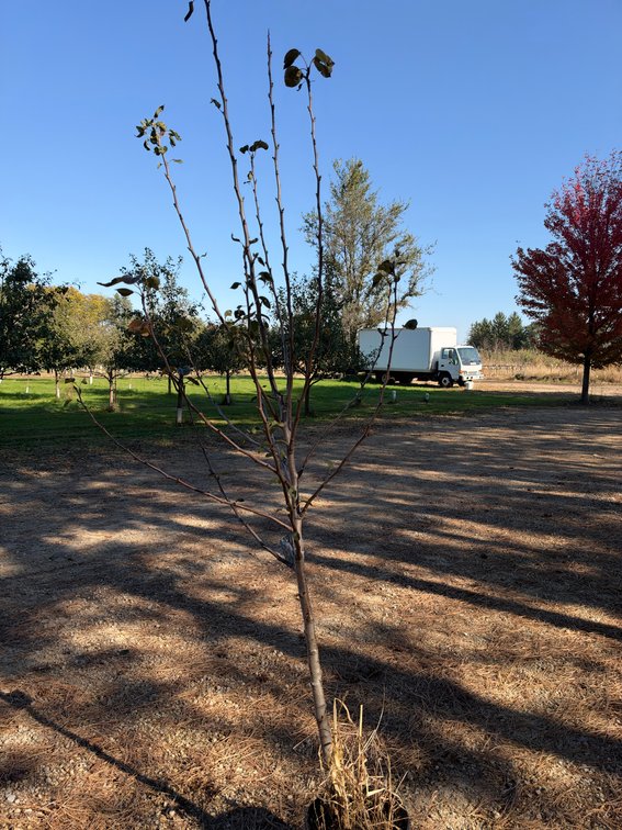 8' SUMMERCRISP PEAR TREE