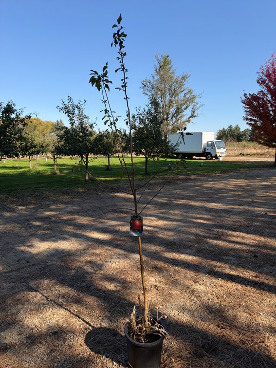 7' HONEYCRISP APPLE TREE