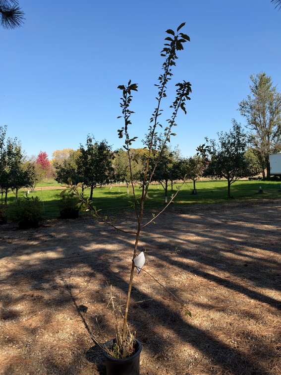 7' HONEYCRISP APPLE TREE