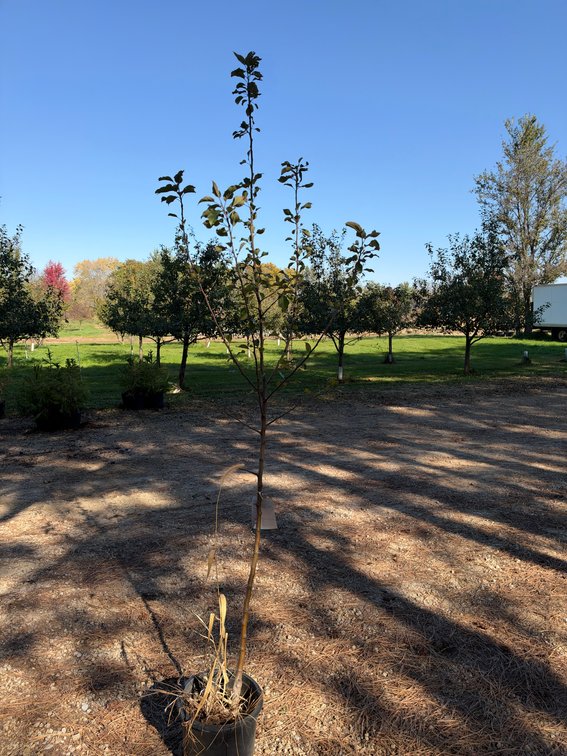 7' HONEYCRISP APPLE TREE