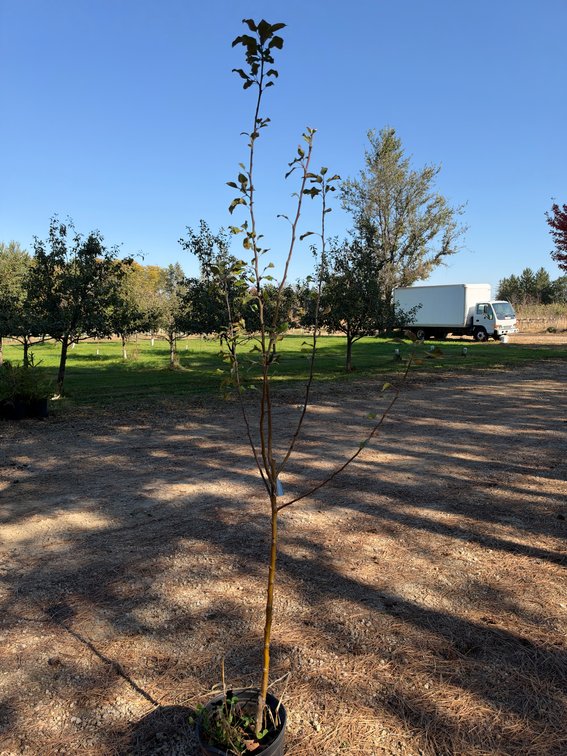 7' HONEYCRISP APPLE TREE