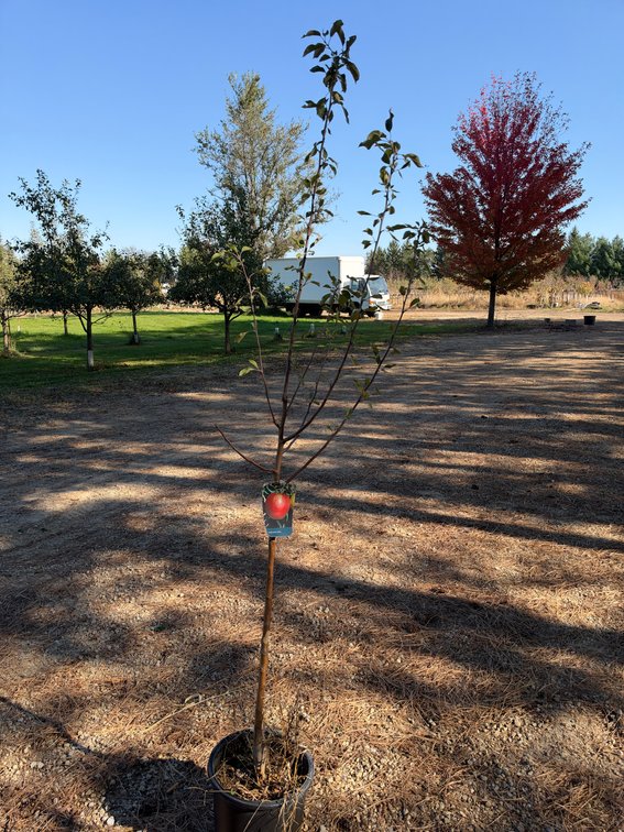 7' HONEYCRISP APPLE TREE