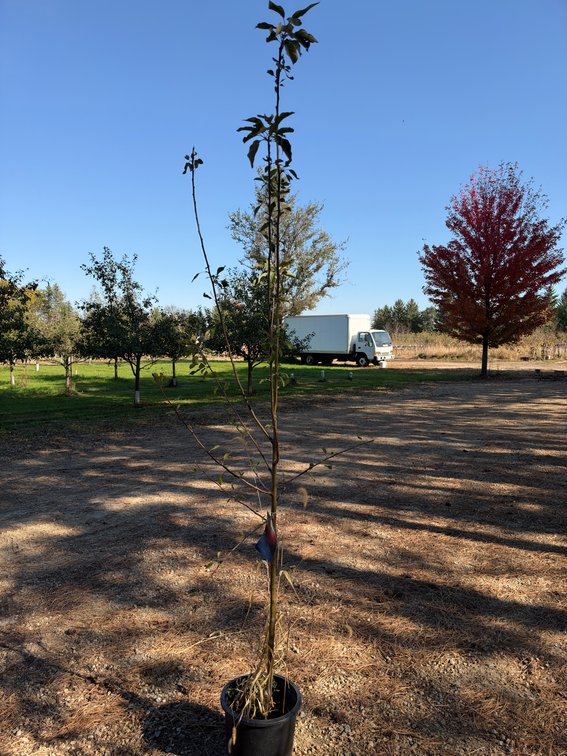 8' HONEYCRISP APPLE TREE