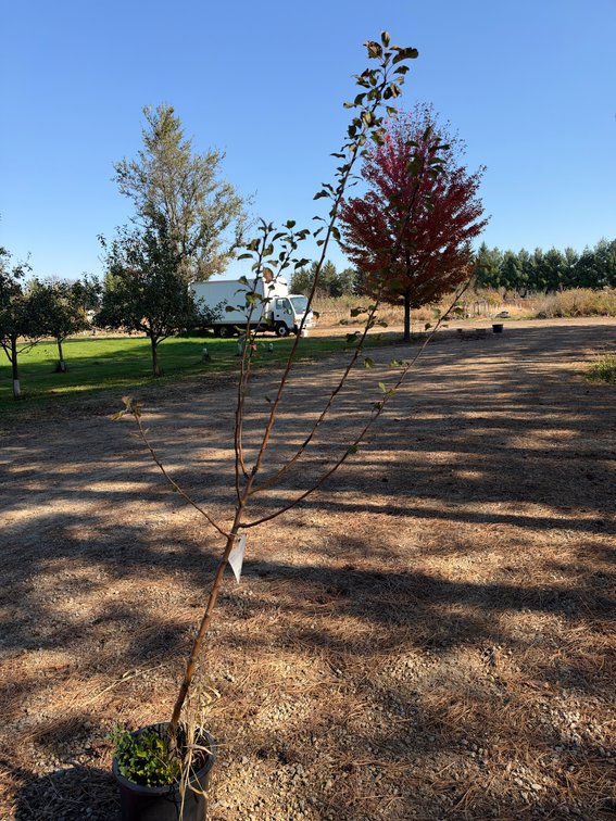 8' HONEYCRISP APPLE TREE
