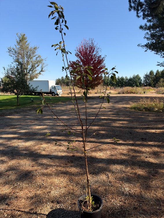 8' HONEYCRISP APPLE TREE