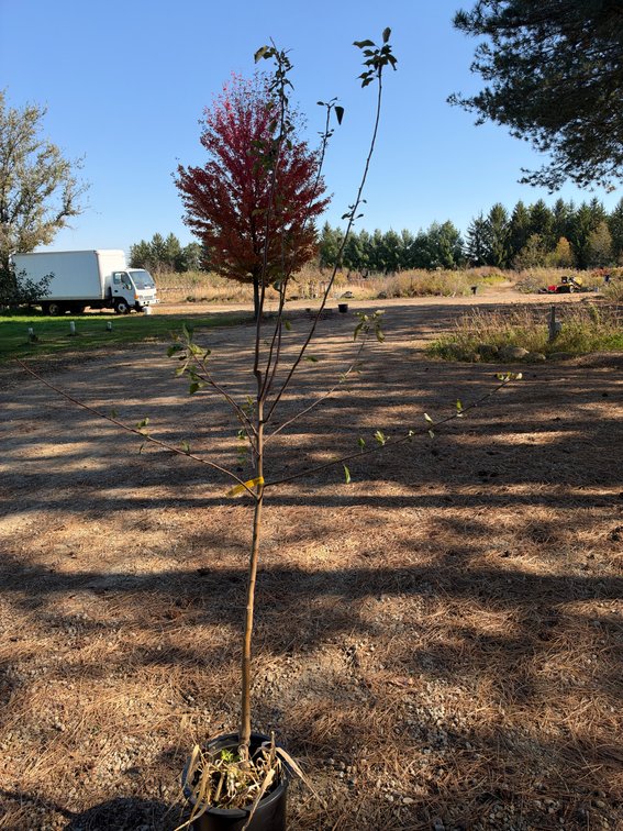 8' HONEYCRISP APPLE TREE