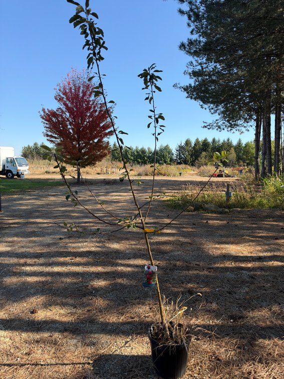 8' HONEYCRISP APPLE TREE