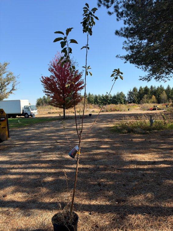 8' HONEYCRISP APPLE TREE