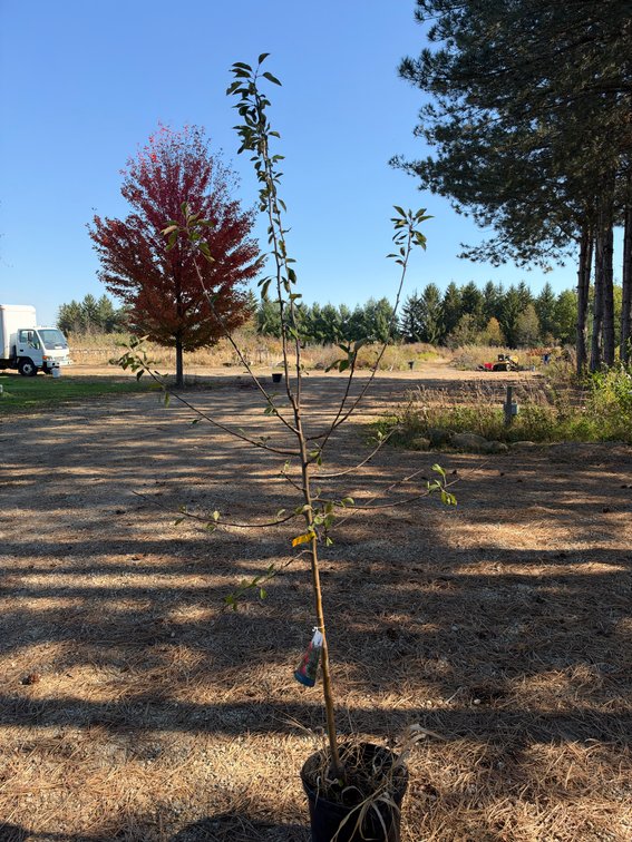 7' HONEYCRISP APPLE TREE