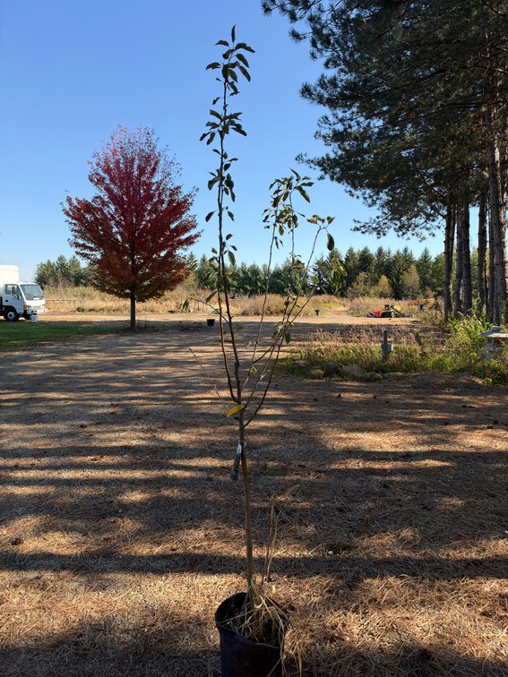 8' HONEYCRISP APPLE TREE