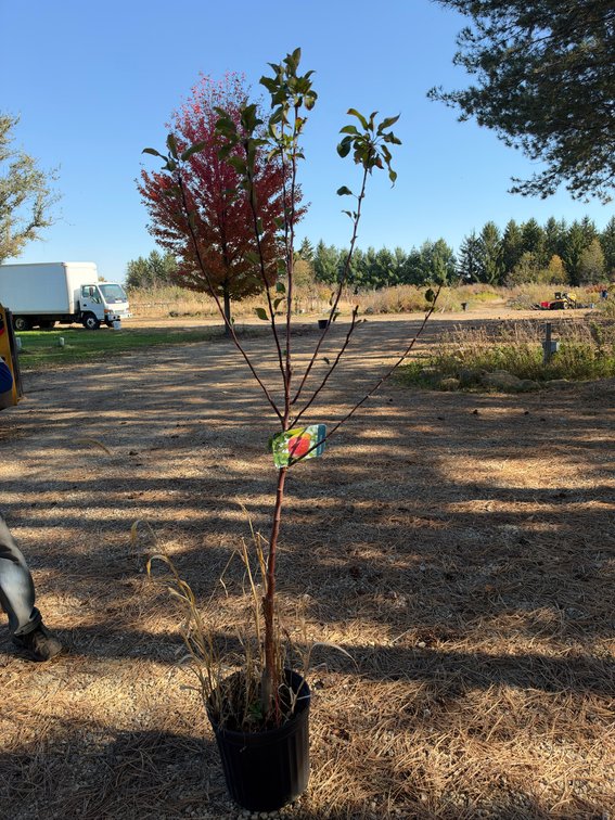 6' PRAIRIE MAGIC APPLE TREE