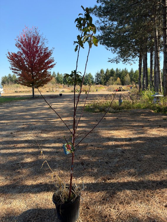 7' PRAIRIE MAGIC APPLE TREE