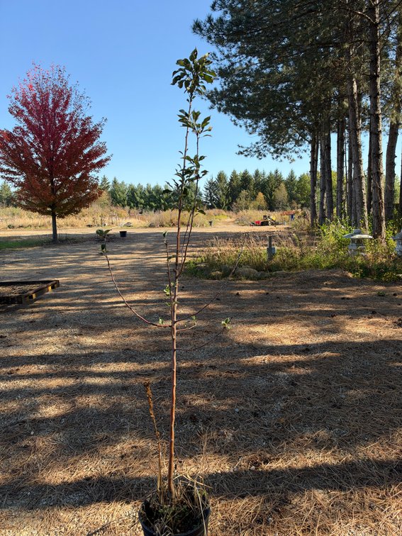 7' HARALRED APPLE TREE