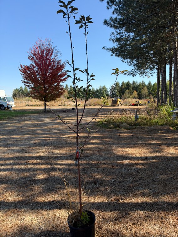 7' HARALRED APPLE TREE