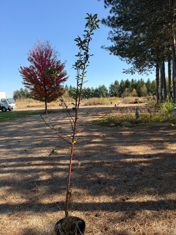 7' HARALRED APPLE TREE