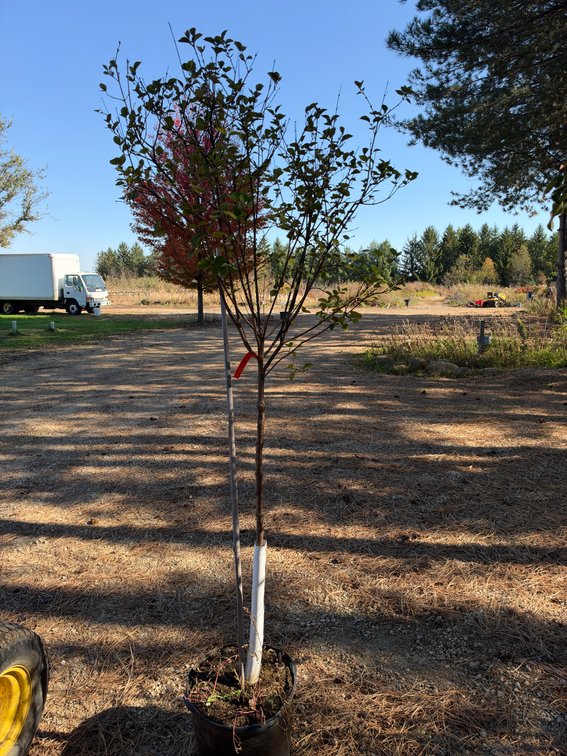 7' BLOOMERANG LILAC TREE