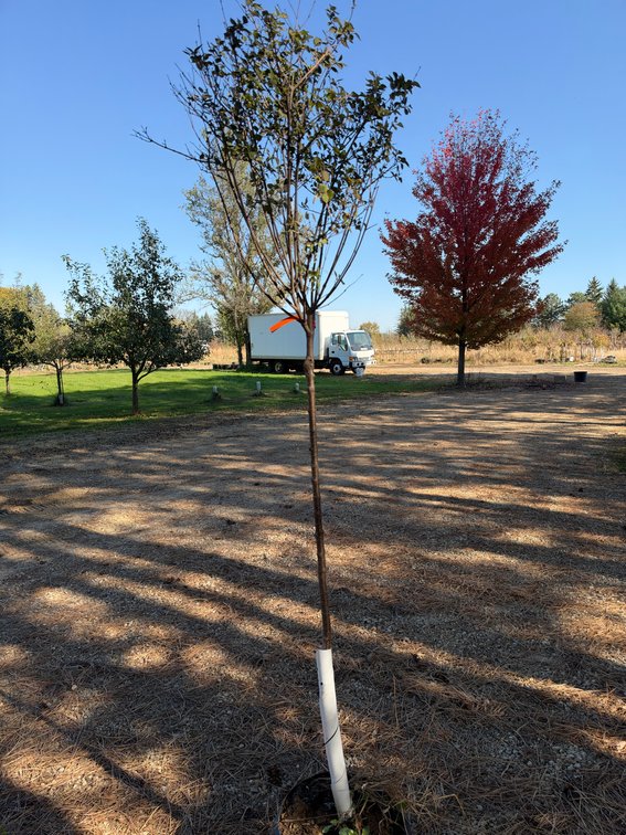 8' BLOOMERANG LILAC TREE