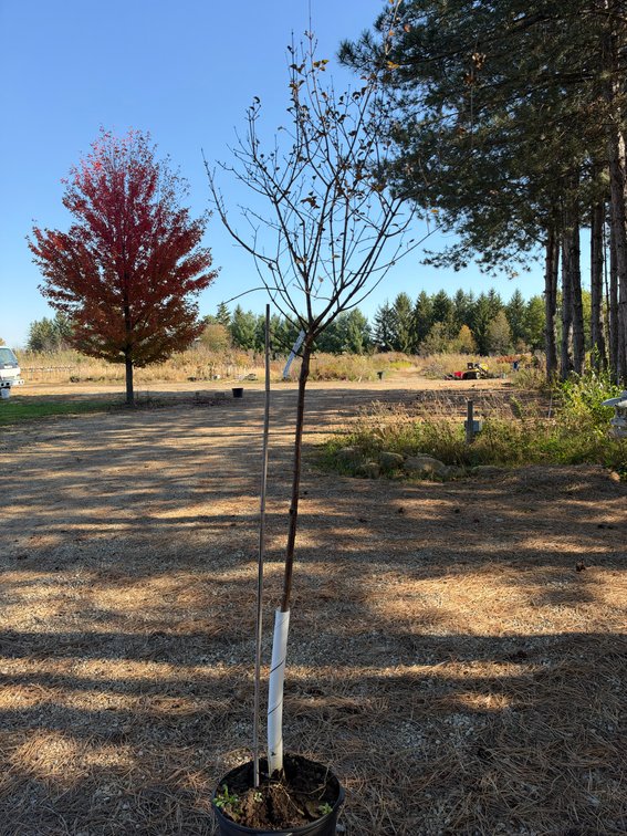 8' KOREAN DWARF LILAC TREE