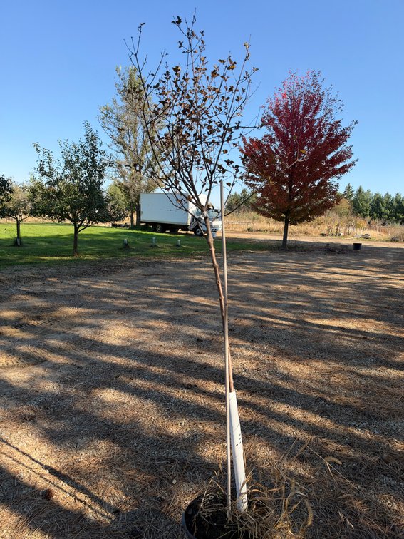 8' KOREAN DWARF LILAC TREE