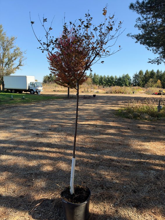 7' KOREAN DWARF LILAC TREE
