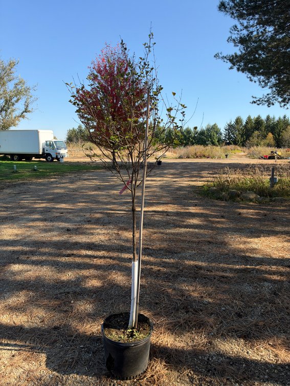 7' TINKERBELLE LILAC TREE